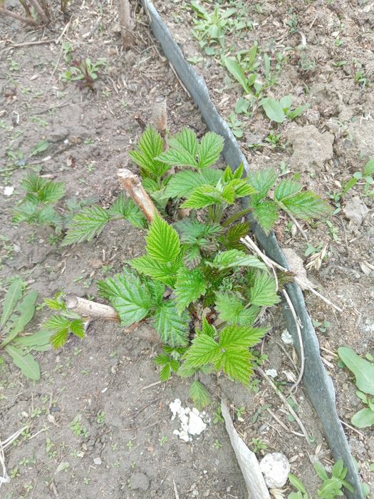 Крыжовник, Малина, Смородина