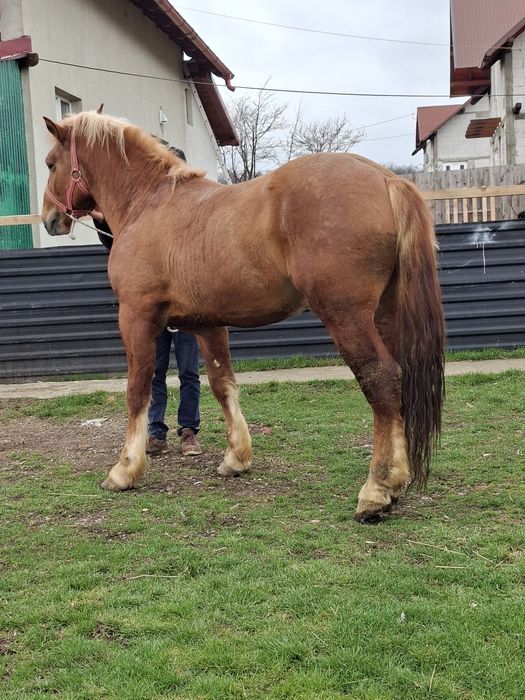 Vând manz de 3 ani in vara
