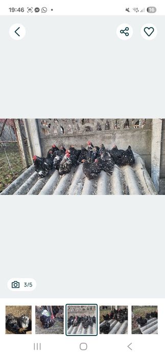 Cochinchina pitic bobat oua