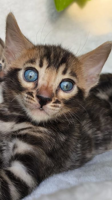 Бенгальские КОТЯТА  - под резерв