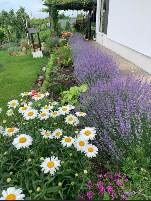 Лавандула разсад за декорация