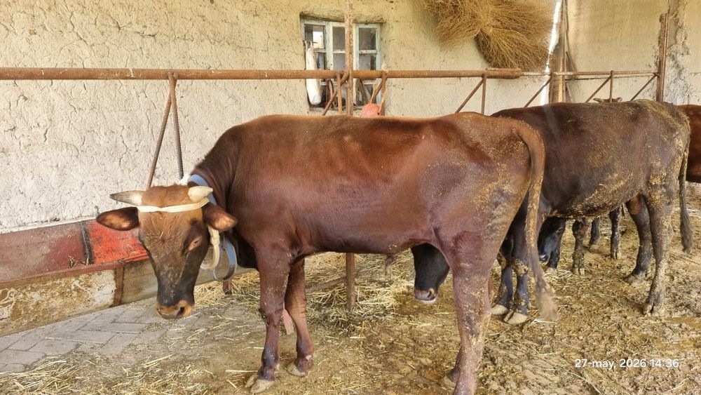 Buqa sotiladi tez va arzon