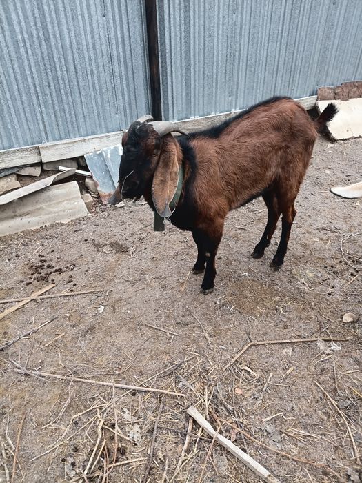 Козлы(теке)  продаются