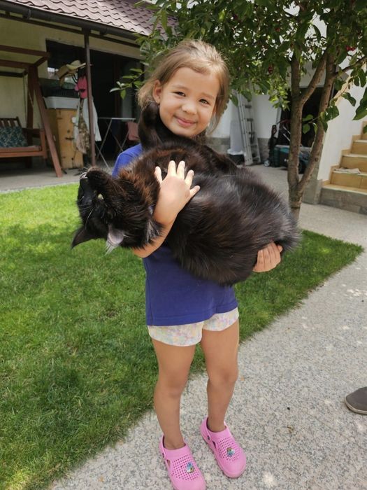 Профессиональный Питомник Мейн-кун/ Есть Рассрочка