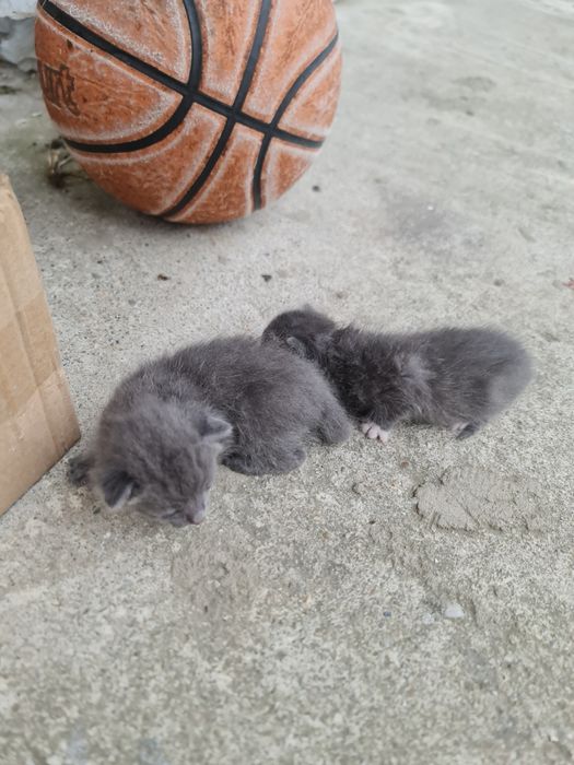Donez pui de pisică găsiți și salvați-sănătoși!