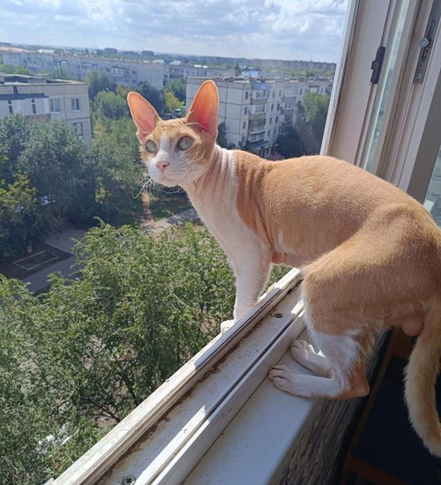 Отдам в хорошие руки