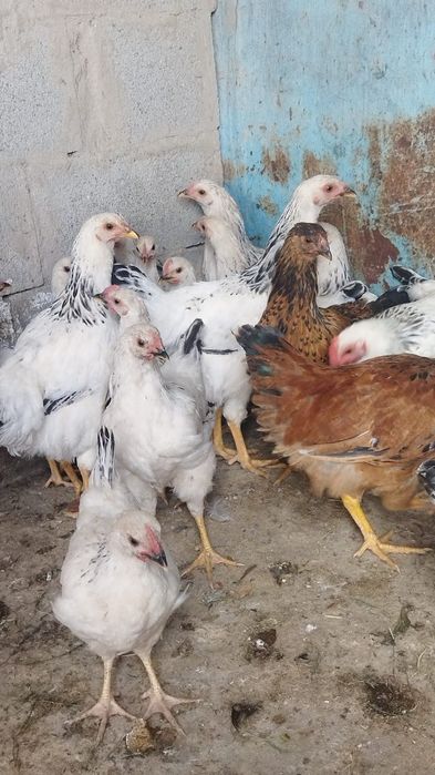 Продам куры домашние