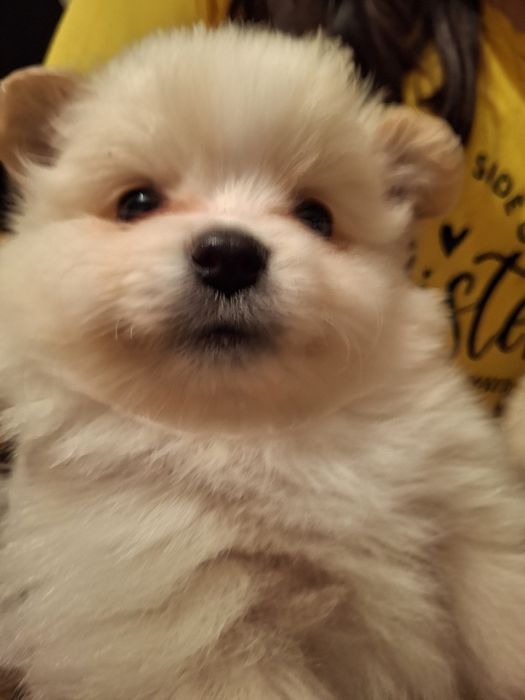 Померани с паспорт и ваксини