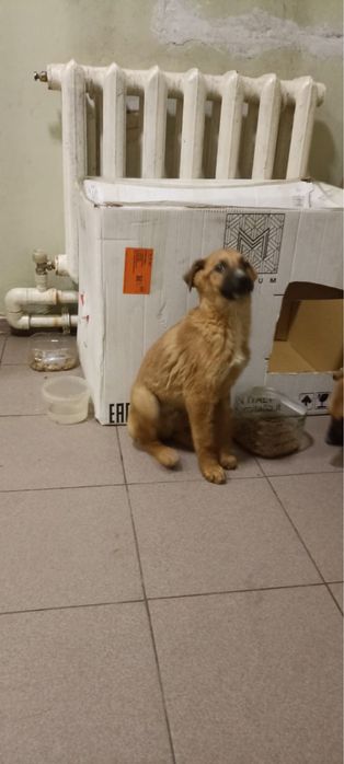 Отдаем два щенка