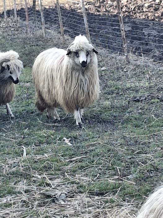 Vând 2 oii o miaoră și o strămioară
