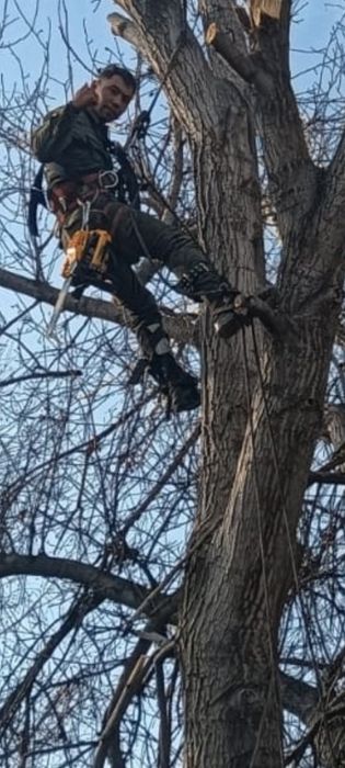 Спил деревьев обрезка плодовых деревьев