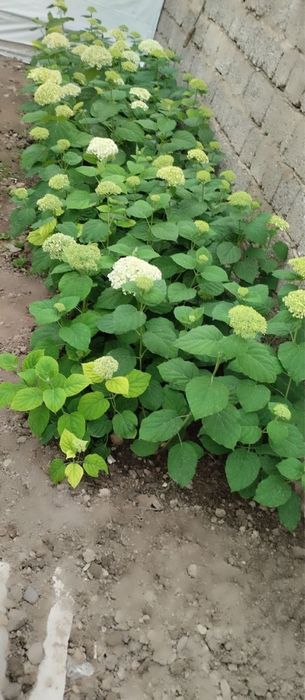 Gartenziya oq gul