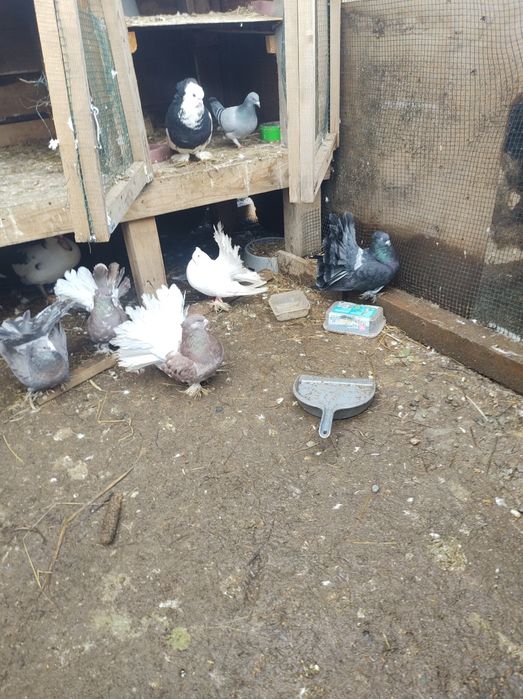 De vânzare porumbei indieni