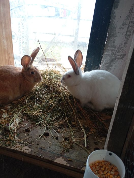 De vânzare iepuri de diferite vârste