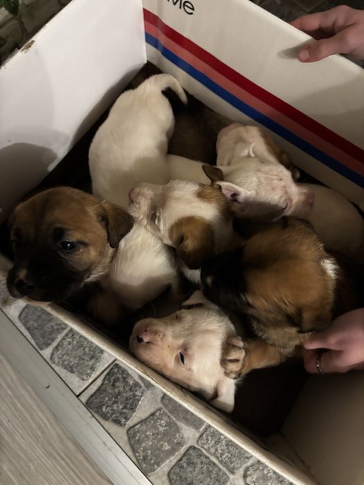 Căței adorabili își caută familii iubitoare