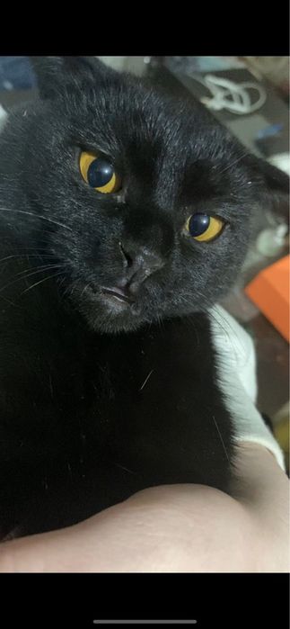 Кошка даром в добрые руки