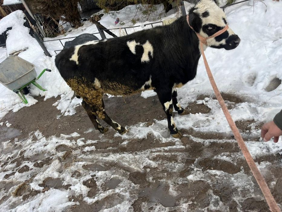 телочка 8 мес от хорошей коровы