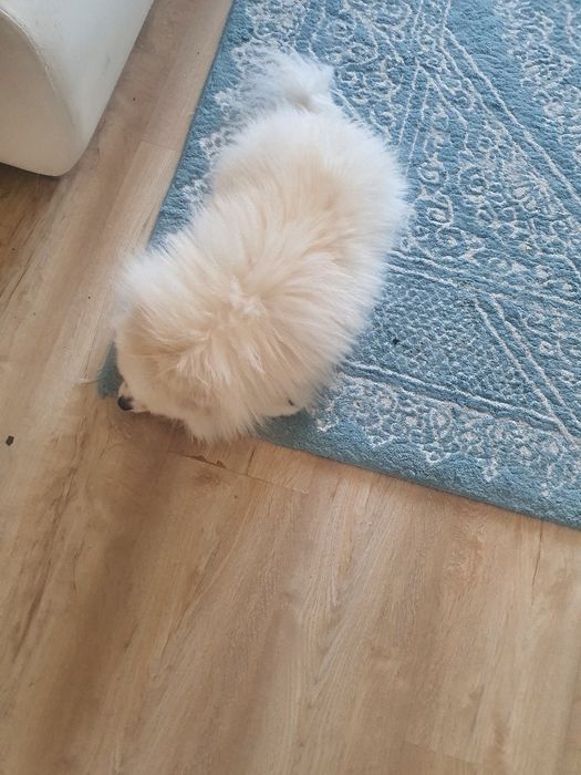 Взяка померанскии шпиц