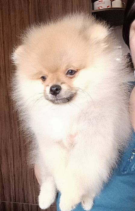 Померанский шпиц