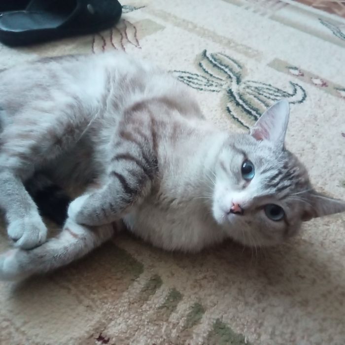 Отдам в хорошие, добрые руки.и