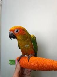 Солнечная  аратинка ручные ‼️