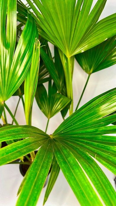 Пальма Вашингтония 80-85см