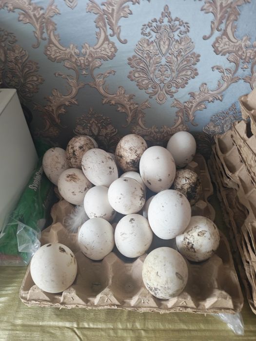 Инкубационные яйца Гусиные