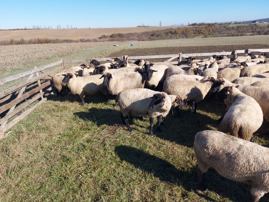 Vand miei din doi suffolk