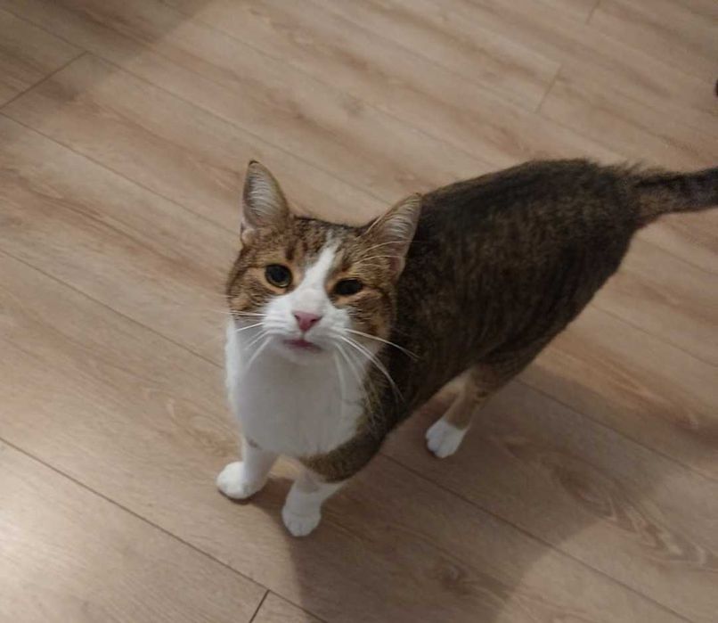 Donație pisică (motan) adult (5-6 ani)