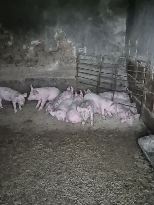 Продавам малки прасета