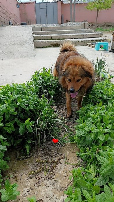 Пёсик срочно ищет дом