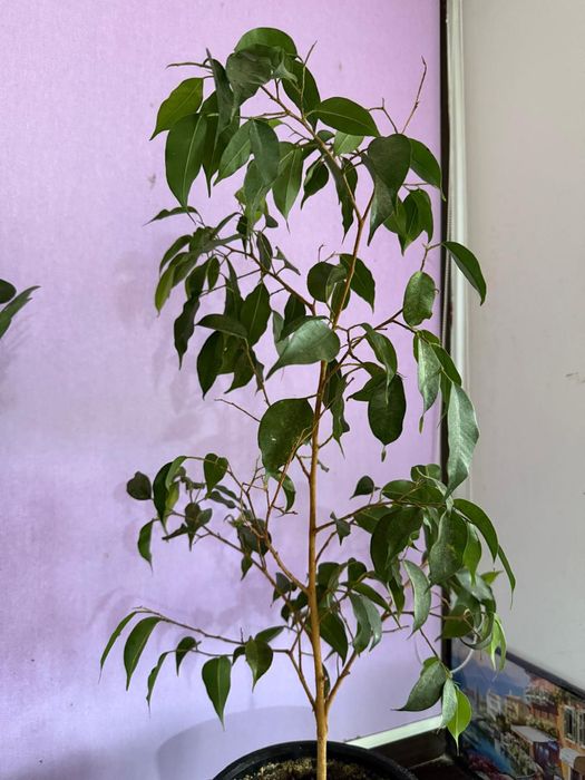 Домашние цветы .