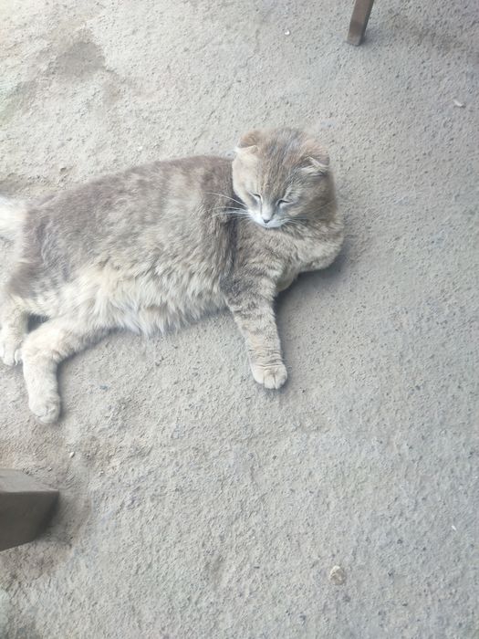 Кошка Висаухй беременная