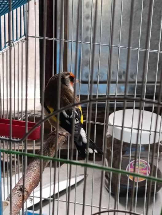 Ассалому алейкум норча дурагай сотилади, тинмиди сайрашда