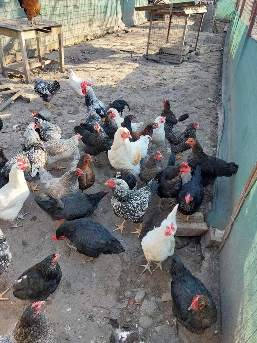 Oua de casa consum/incubat