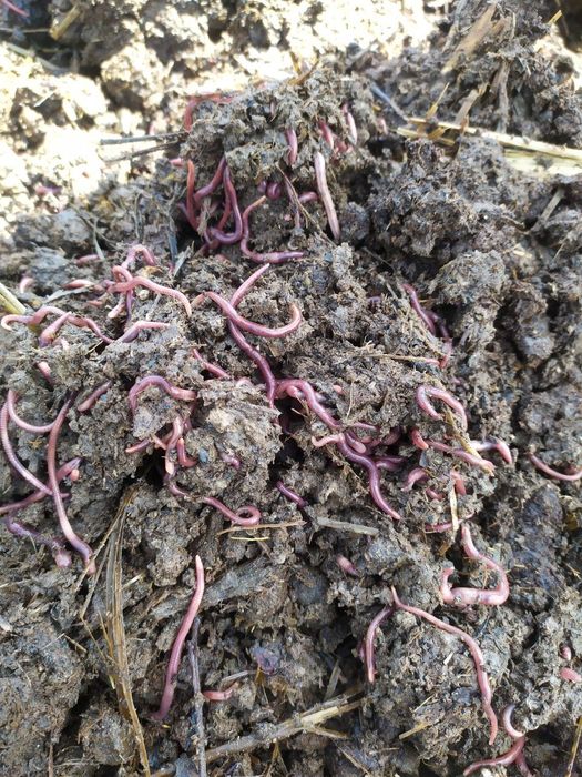 Биогомус сифатига жавоб берамиз