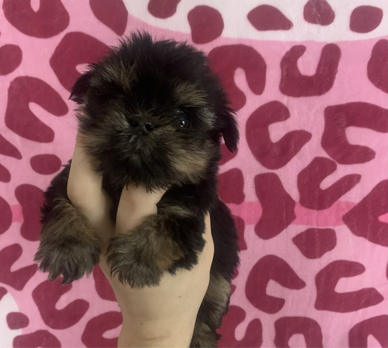 Мини йорк девочка