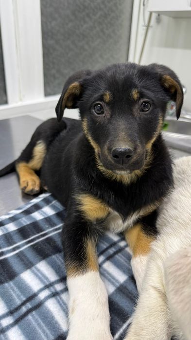 Щеночки девочки бесплатно