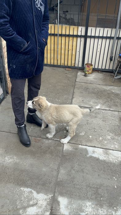 Алабай күшік сатылады