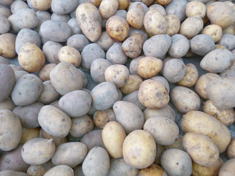 Продаётся картофель