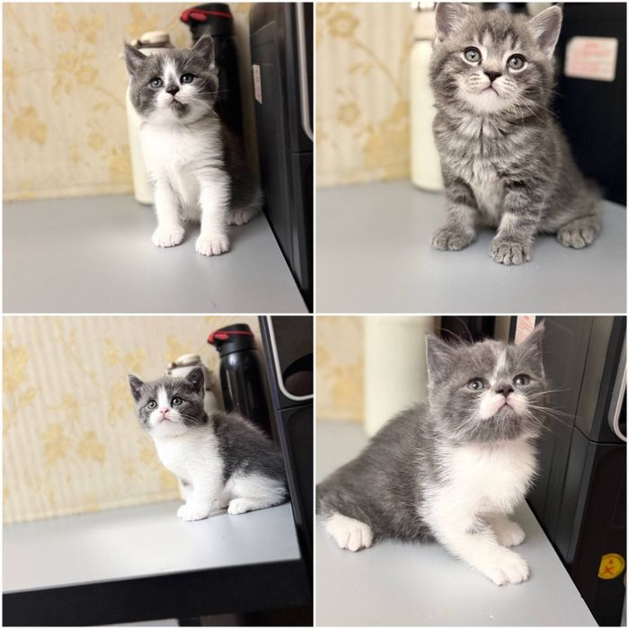 Toza qon skotch strayt