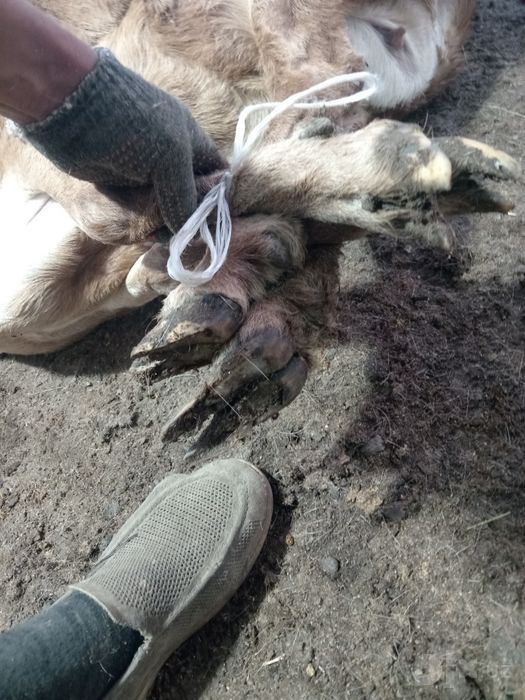 Qo'y yungini olamiz apparatta sifatli qirqib beramiz