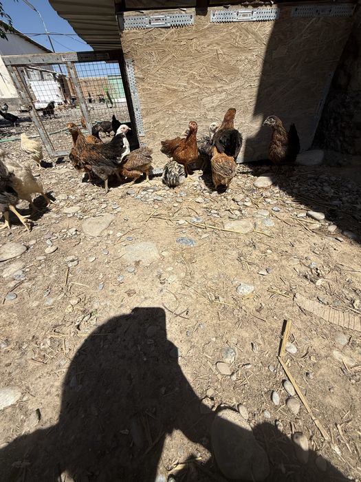 Балапандар сатылады