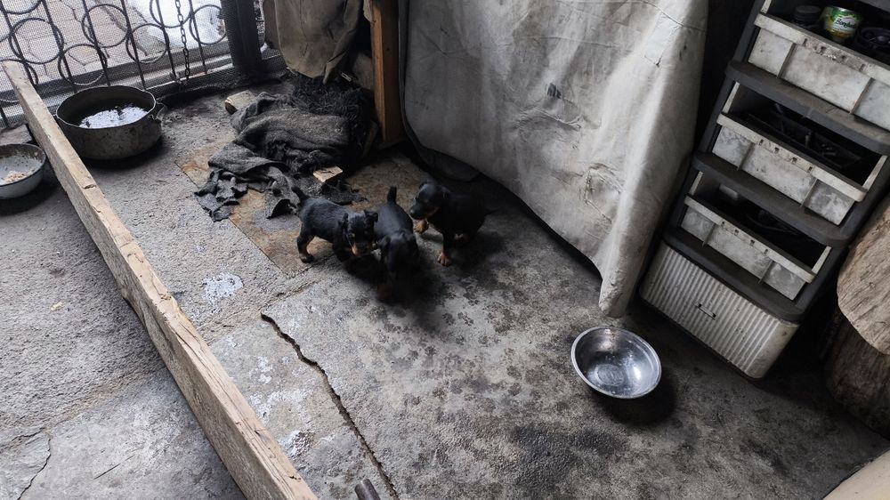 Щенки ягдтерьера