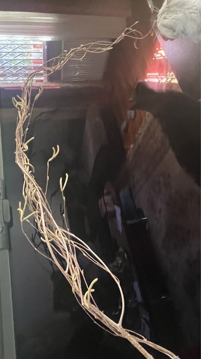 Ветки орешника, корилус, корелиус