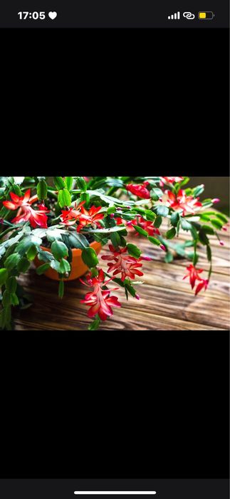 Комнатные цветы