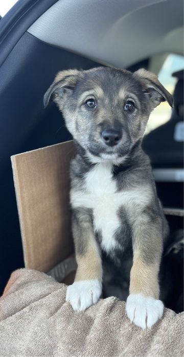 Щенки в добрые руки