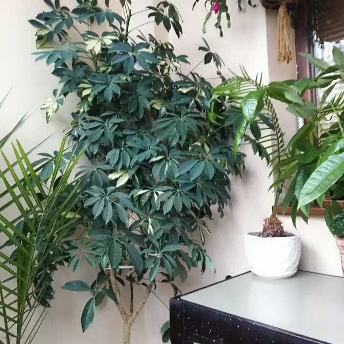 Шефлера - шарена