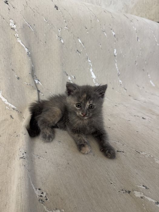 Котенок в добрые руки