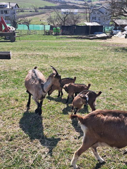 Capra Alpina Franceza metis
